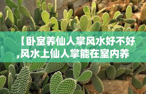 【卧室养仙人掌风水好不好,风水上仙人掌能在室内养吗】
