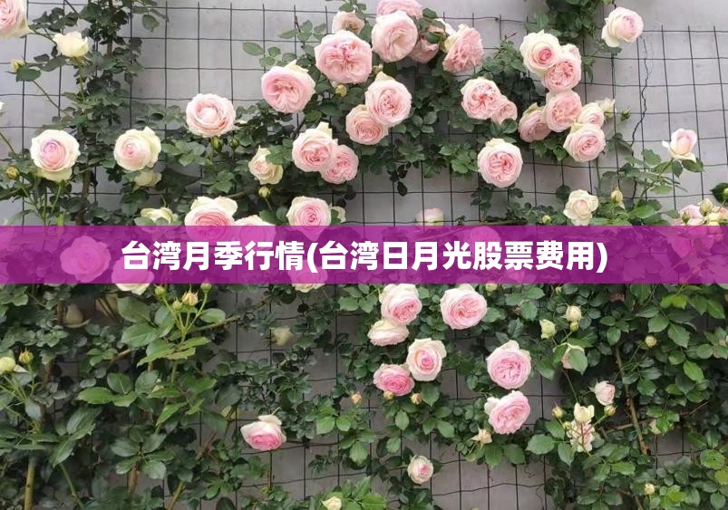 台湾月季行情(台湾日月光股票费用)