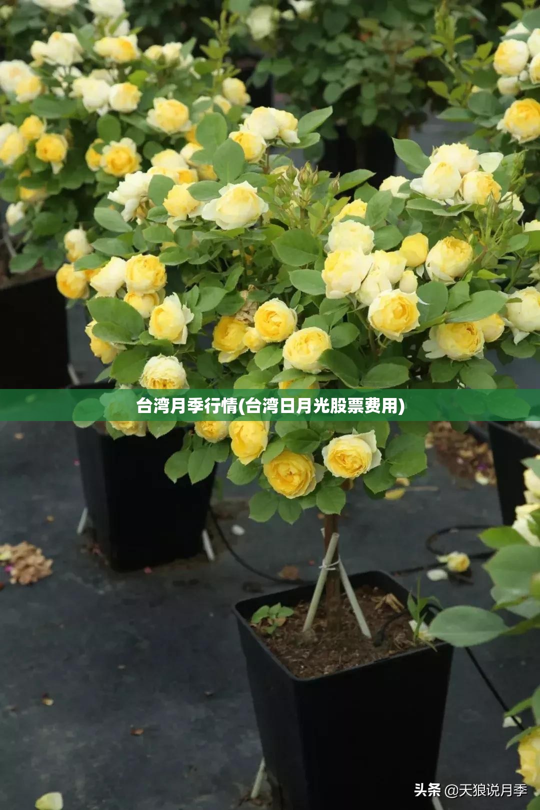 台湾月季行情(台湾日月光股票费用)