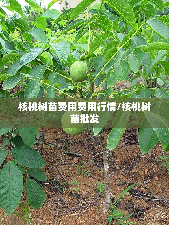 核桃树苗费用费用行情/核桃树苗批发 核桃树苗费用费用行情/核桃树苗批发