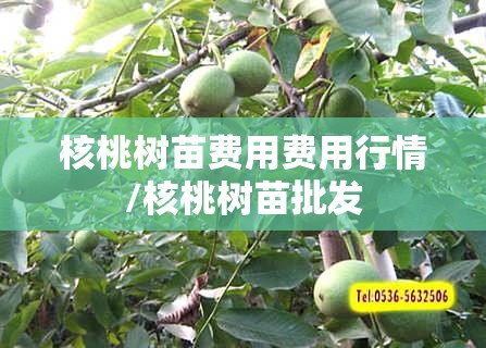 核桃树苗费用费用行情/核桃树苗批发 核桃树苗费用费用行情/核桃树苗批发