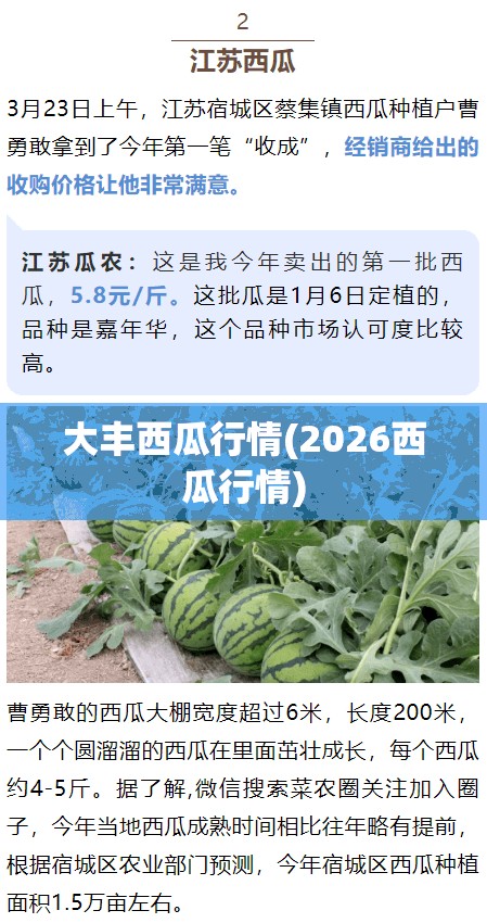 大丰西瓜行情(2026西瓜行情)