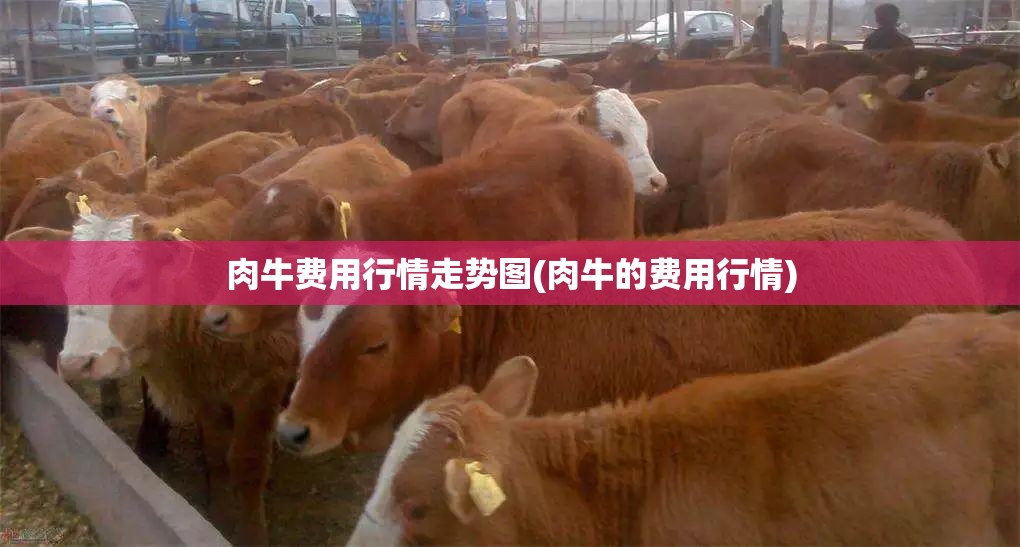 肉牛费用行情走势图(肉牛的费用行情) 肉牛费用行情走势图(肉牛的费用行情)