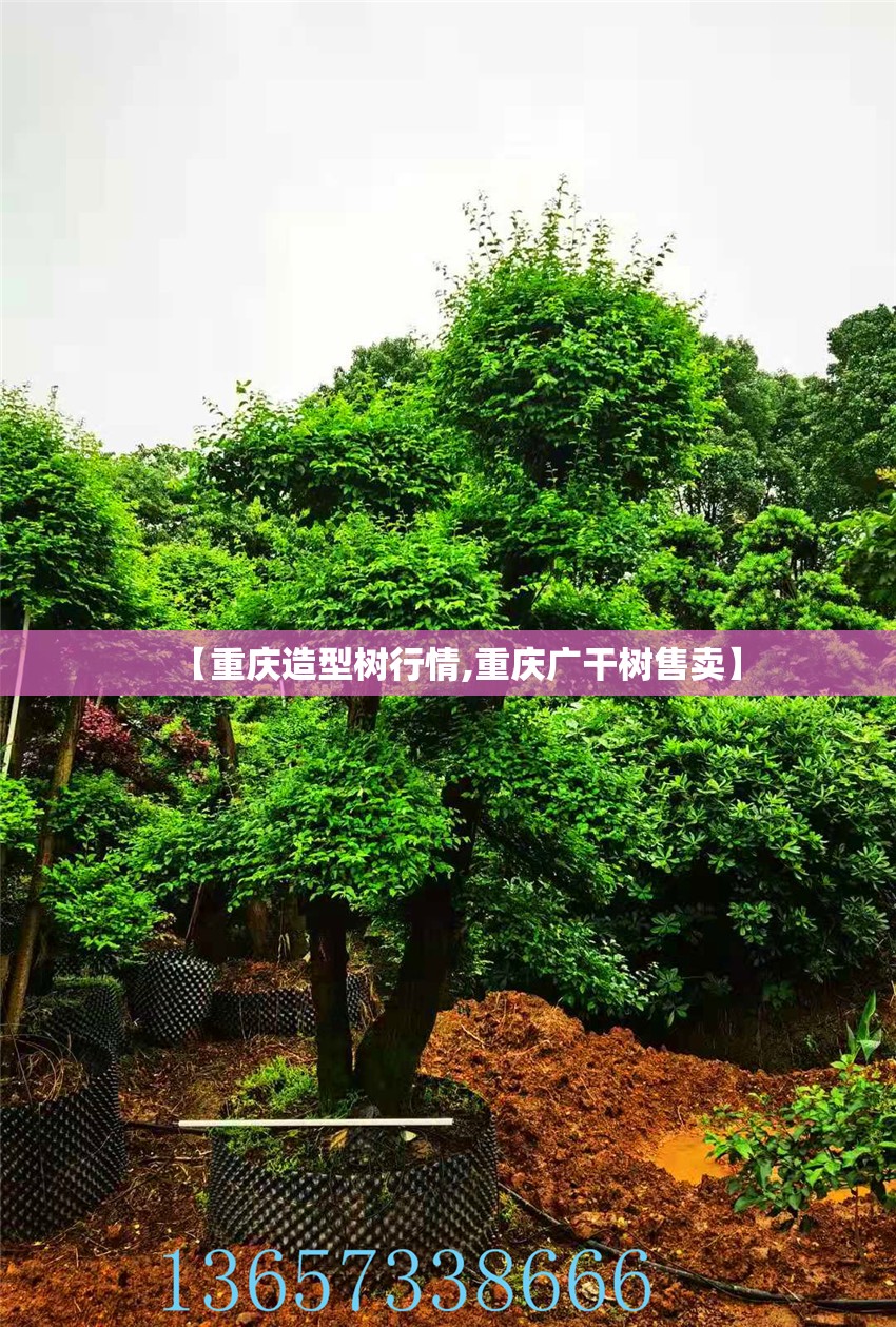【重庆造型树行情,重庆广干树售卖】