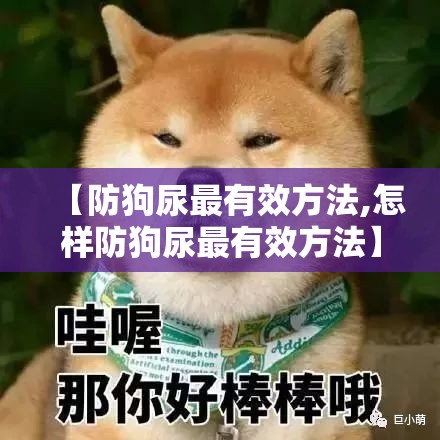 【防狗尿最有效方法,怎样防狗尿最有效方法】 【防狗尿最有效方法,怎样防狗尿最有效方法】