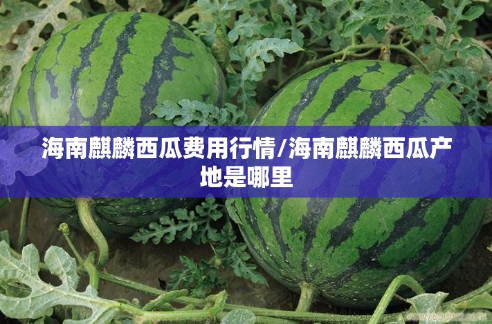 海南麒麟西瓜费用行情/海南麒麟西瓜产地是哪里 海南麒麟西瓜费用行情/海南麒麟西瓜产地是哪里