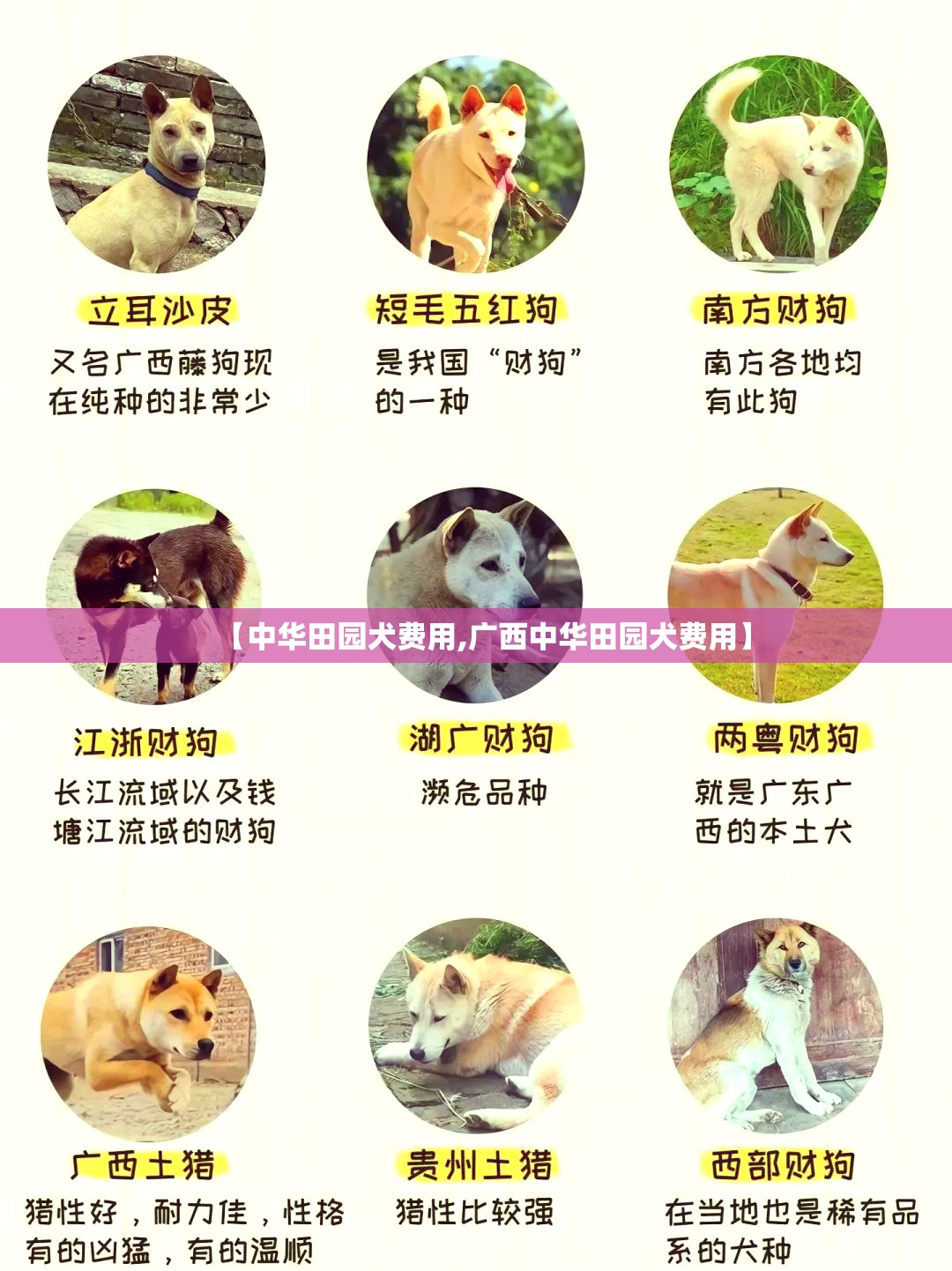 【中华田园犬费用,广西中华田园犬费用】 【中华田园犬费用,广西中华田园犬费用】
