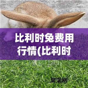 比利时兔费用行情(比利时兔一年赚多少钱)