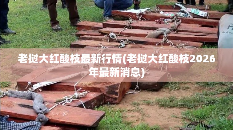 老挝大红酸枝最新行情(老挝大红酸枝2026年最新消息) 老挝大红酸枝最新行情(老挝大红酸枝2026年最新消息)