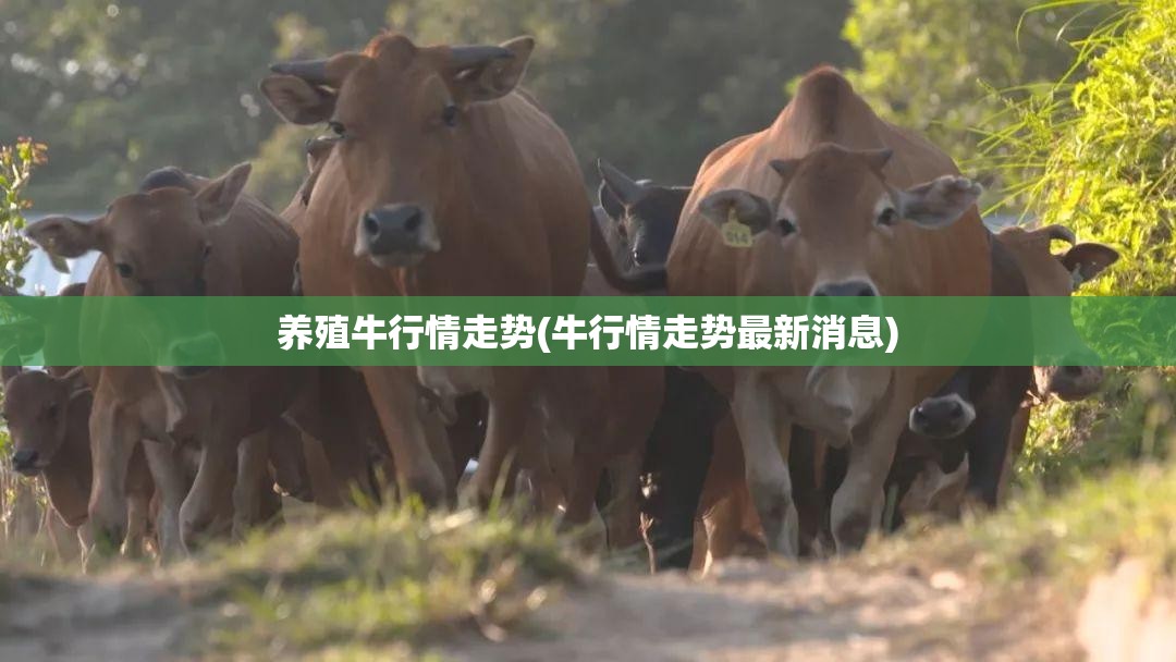 养殖牛行情走势(牛行情走势最新消息) 养殖牛行情走势(牛行情走势最新消息)