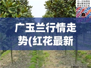 广玉兰行情走势(红花最新行情走势) 广玉兰行情走势(红花最新行情走势)
