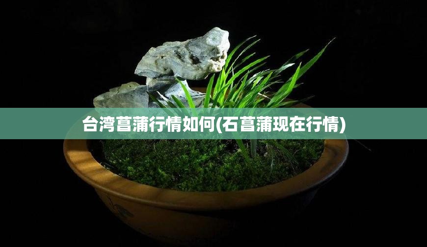台湾菖蒲行情如何(石菖蒲现在行情) 台湾菖蒲行情如何(石菖蒲现在行情)