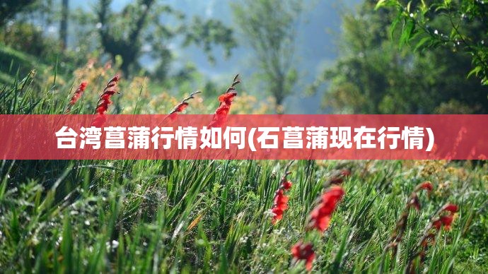 台湾菖蒲行情如何(石菖蒲现在行情) 台湾菖蒲行情如何(石菖蒲现在行情)