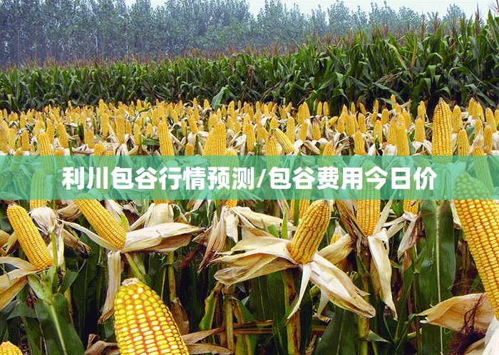 利川包谷行情预测/包谷费用今日价 利川包谷行情预测/包谷费用今日价